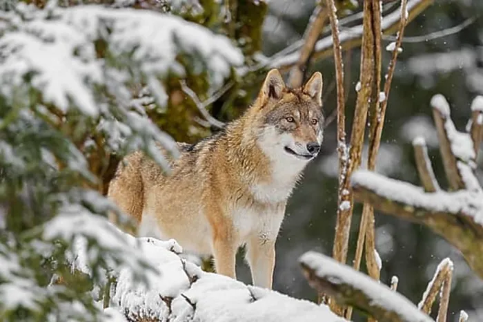 Framed Print : An adult female grey wolf (Canis lupus lupus) stands in the thicket of a sloping