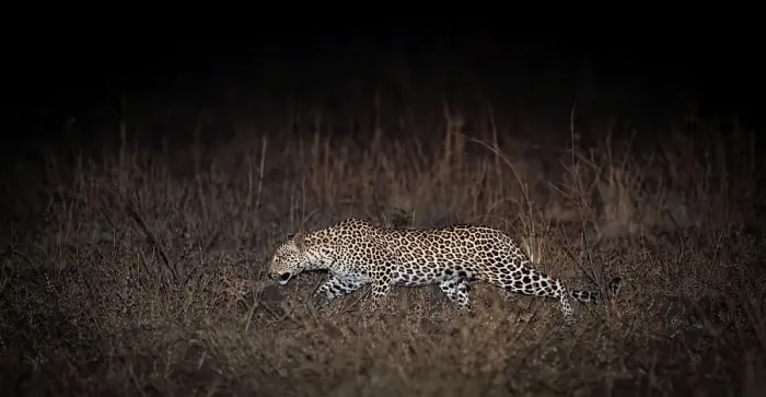 Framed Print : Adult female leopard (Panthera pardus) stalking prey after dark along the banks of the Luangwa River Framed Print : Adult female leopard (Panthera pardus) stalking prey after dark along the banks of the Luangwa River