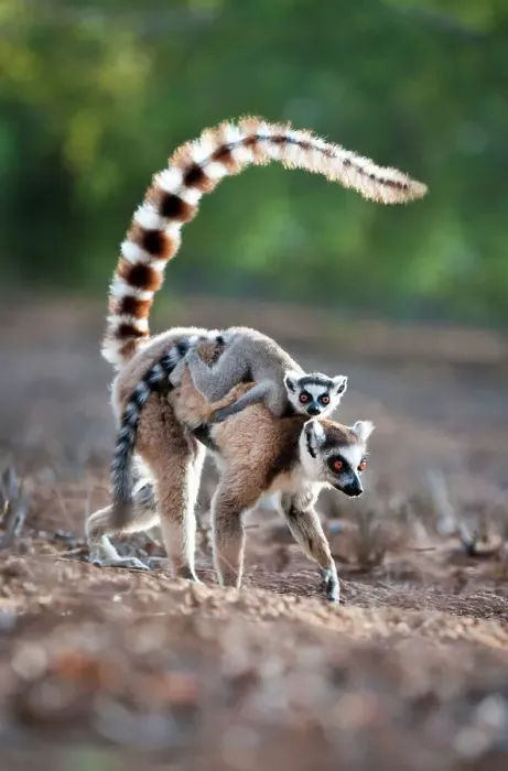 Framed Print : Adult female Ring-Tailed lemur (Lemur catta) carrying its infant in a forest