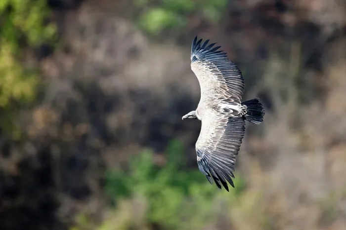 Framed Print : Adult Indian Long-Billed vulture (Gyps indicus) in flight, Bandhavgarh National Park, Umaria, Madhya Pradesh, India Framed Print : Adult Indian Long-Billed vulture (Gyps indicus) in flight, Bandhavgarh National Park, Umaria, Madhya Pradesh, India