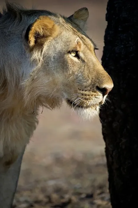 Framed Print : Adult male African lion (Panthera leo) near the Luangwa River Framed Print : Adult male African lion (Panthera leo) near the Luangwa River