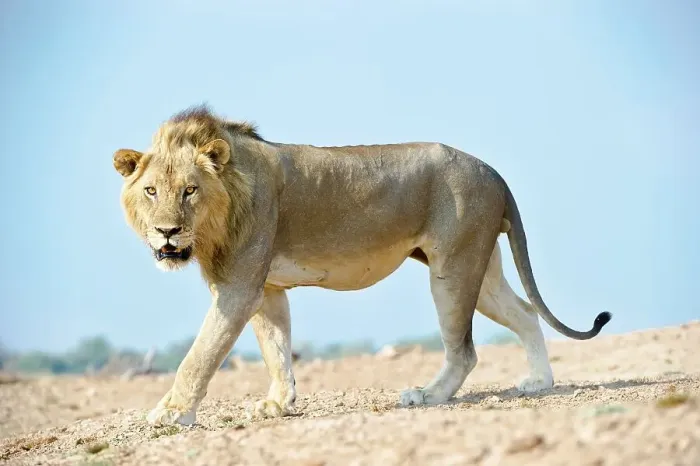 Framed Print : Adult male African lion (Panthera leo) walking in a field