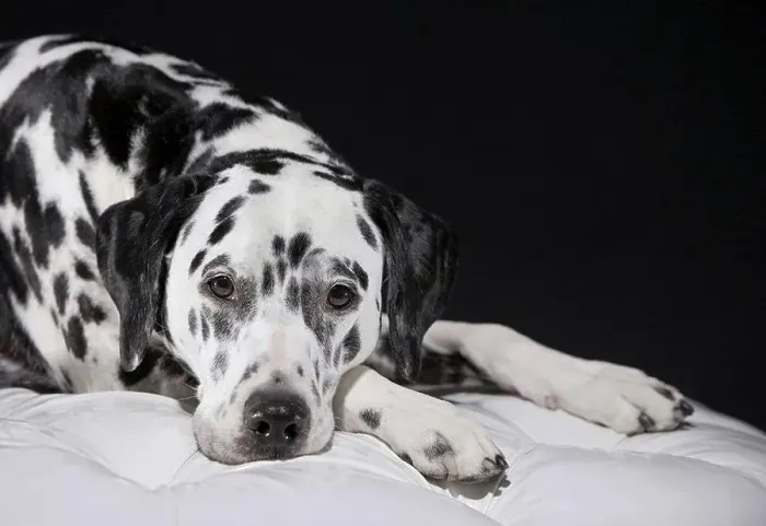 Framed Print : Adult male Dalmatian portrait Framed Print : Adult male Dalmatian portrait