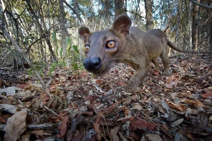 Framed Print : Adult male fossa (Crytoprocta ferox) investigating camera set in leaf litter Framed Print : Adult male fossa (Crytoprocta ferox) investigating camera set in leaf litter