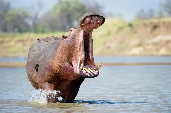 Framed Print : Adult male hippopotamus (Hippopotamus amphibius) posturing in aggressive yawn behavior Framed Print : Adult male hippopotamus (Hippopotamus amphibius) posturing in aggressive yawn behavior
