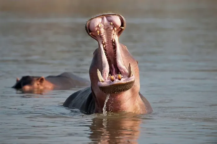 Framed Print : Adult male Hippopotamus (Hippopotamus amphibius) posturing in aggressive yawn behavior