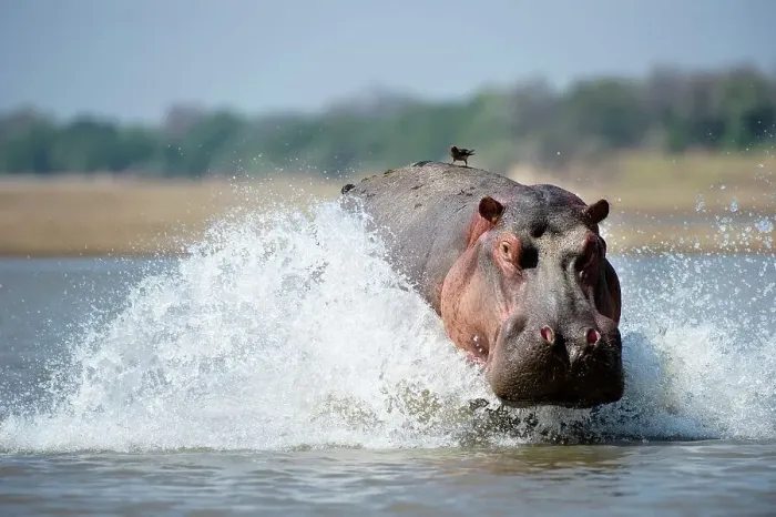 Framed Print : Adult male hippopotamus (Hippopotamus amphibius) in a river Framed Print : Adult male hippopotamus (Hippopotamus amphibius) in a river