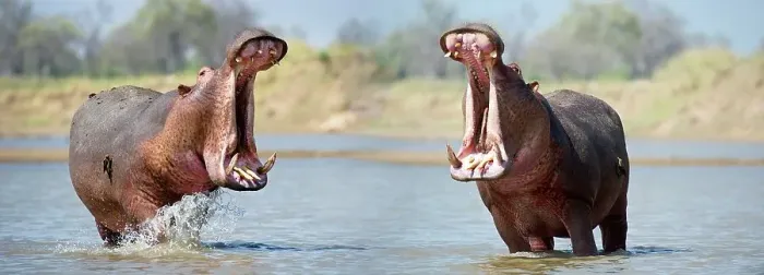 Framed Print : Adult male Hippos (Hippopotamus amphibius) posturing in aggressive yawn behavior