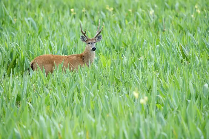 Framed Print : Adult male Marsh Deer (Blastocerus dichotomus) in swamp  /  marsh area