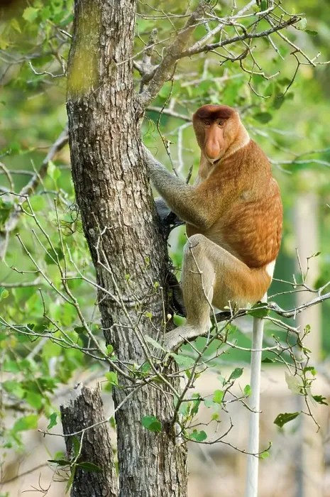 Framed Print : Adult male Proboscis monkey (Nasalis larvatus) in mangrove forest