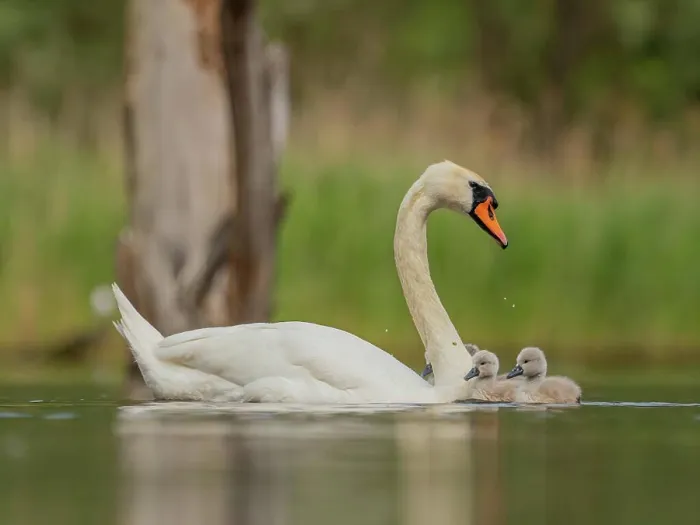 Framed Print : Adult mute swan with babies on the water Framed Print : Adult mute swan with babies on the water