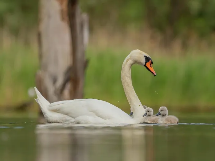 Framed Print : Adult mute swan with babies on the water, close-up photography, green Framed Print : Adult mute swan with babies on the water, close-up photography, green
