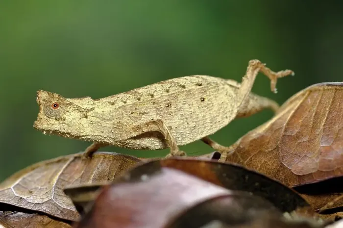Framed Print : Adult Stump-Tailed chameleon (Brookesia superciliaris) walking across leaf litter on rainforest floor Framed Print : Adult Stump-Tailed chameleon (Brookesia superciliaris) walking across leaf litter on rainforest floor