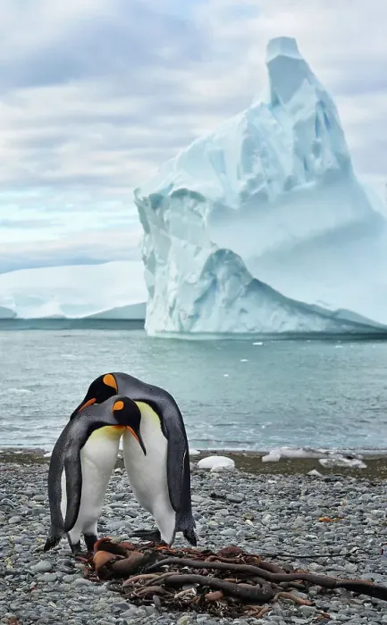 Framed Print : Adventure Travel Adventure Antarctica Climate Change Framed Print : Adventure Travel Adventure Antarctica Climate Change