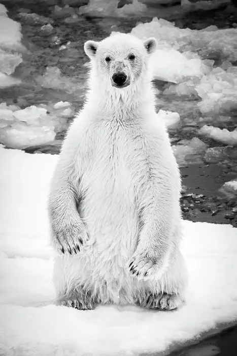 Framed Print : Adventure Travel Arctic Arctic Ocean Climate Change Framed Print : Adventure Travel Arctic Arctic Ocean Climate Change