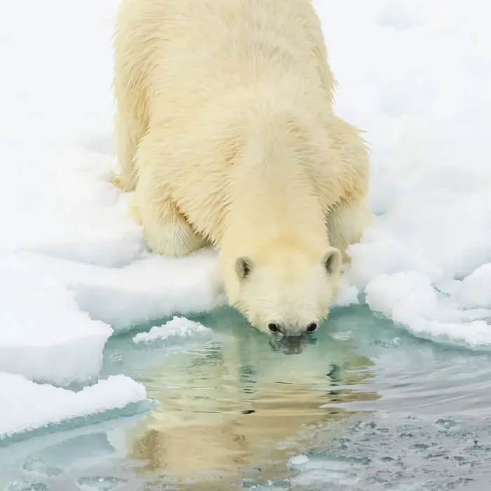 Framed Print : Adventure Travel Arctic Arctic Ocean Climate Change Framed Print : Adventure Travel Arctic Arctic Ocean Climate Change