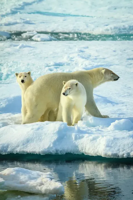 Framed Print : Adventure Travel Arctic Arctic Ocean Climate Change Framed Print : Adventure Travel Arctic Arctic Ocean Climate Change