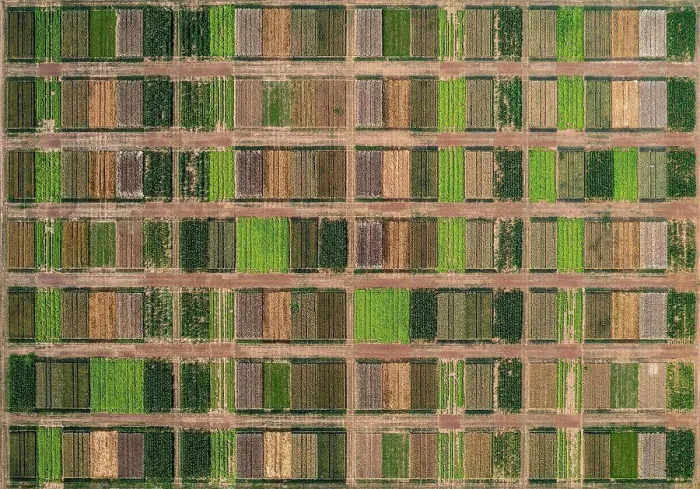 Framed Print : Aerial drone POV green and brown crops forming pattern Framed Print : Aerial drone POV green and brown crops forming pattern