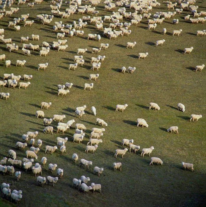 Framed Print : Aerial of flock of sheep on grassy field Framed Print : Aerial of flock of sheep on grassy field