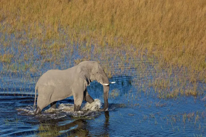 Framed Print : Aerial view of African bush elephant (Loxodonta africana)