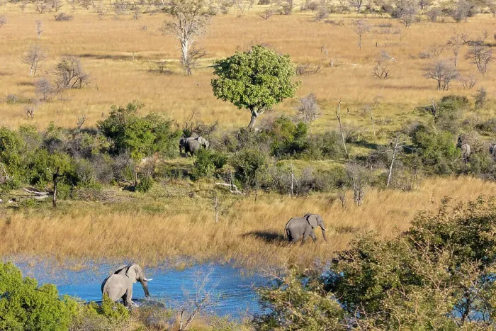 Framed Print : Aerial view of African bush elephant (Loxodonta africana) Framed Print : Aerial view of African bush elephant (Loxodonta africana)