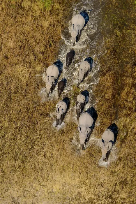 Framed Print : Aerial view of African Bush Elephant (loxodonta africana) herd
