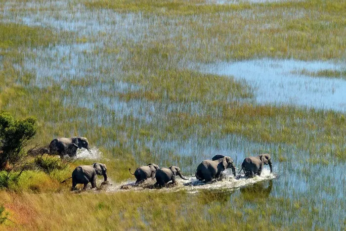 Framed Print : Aerial view of African Bush Elephant (loxodonta africana) herd Framed Print : Aerial view of African Bush Elephant (loxodonta africana) herd