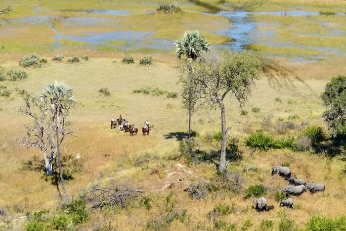 Framed Print : Aerial view of African Horseback Safaris riders with an African Bush Elephant (loxodonta africana) herd