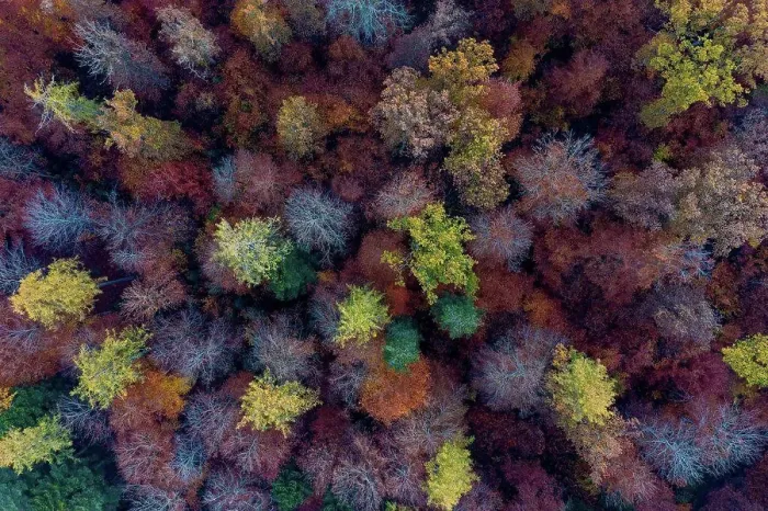 Framed Print : Aerial view of autumn forest in Schurwald Framed Print : Aerial view of autumn forest in Schurwald