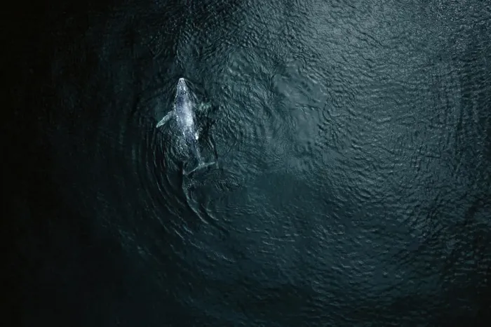 Framed Print : Aerial view of baby humpback whale in Pacific ocean near Baja California Sur, Mexico