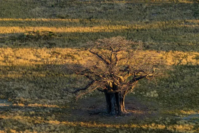 Framed Print : Aerial view of Baobab, dead-rat tree (from the appearance of the fruits)