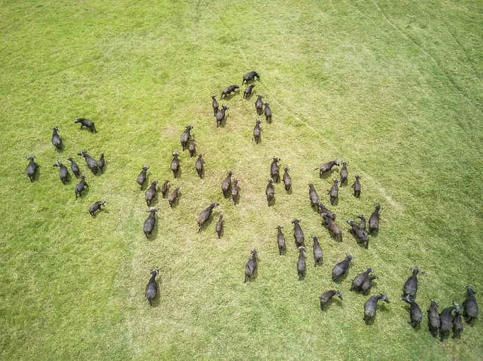Framed Print : Aerial view of a buffalo herd in Tanzania Framed Print : Aerial view of a buffalo herd in Tanzania