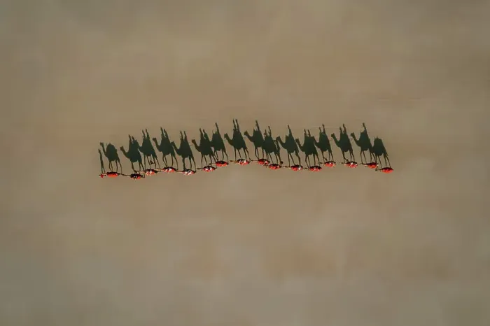 Framed Print : Aerial view of camels walking on a beach with people riding on their back that are casting shadows in the sand Framed Print : Aerial view of camels walking on a beach with people riding on their back that are casting shadows in the sand