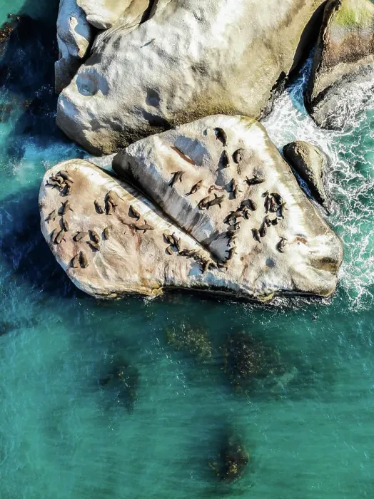 Framed Print : Aerial view of Cape Fur seal colony at Strawberry Rock, Cape Town, South Africa Framed Print : Aerial view of Cape Fur seal colony at Strawberry Rock, Cape Town, South Africa