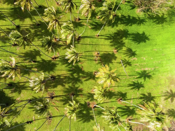 Framed Print : Aerial view of coconut palm trees, Papara, Tahiti, French Polynesia Framed Print : Aerial view of coconut palm trees, Papara, Tahiti, French Polynesia