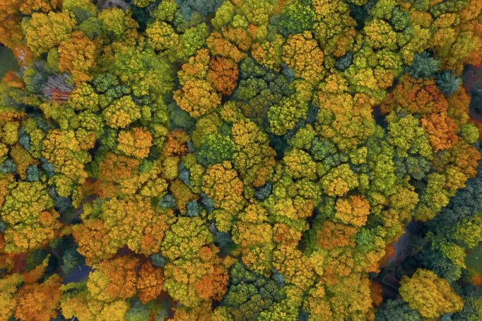 Framed Print : Aerial view of colourful trees in autumn in Belgium