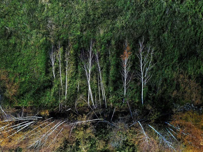 Framed Print : Aerial view of damaged section of field windbreak in autumn Framed Print : Aerial view of damaged section of field windbreak in autumn