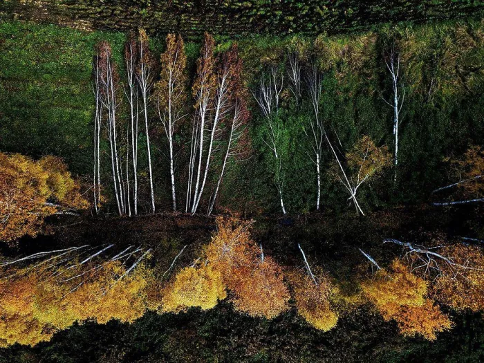 Framed Print : Aerial view of damaged section of field windbreak in autumn Framed Print : Aerial view of damaged section of field windbreak in autumn