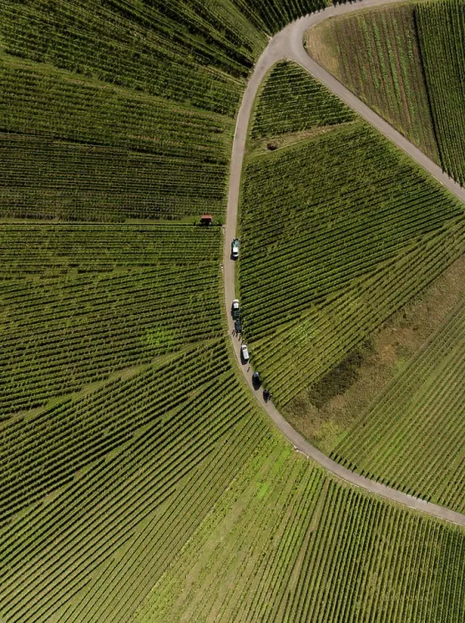Framed Print : Aerial view of fanning green rows of vineyard grapevines with vehicles along a curved road Framed Print : Aerial view of fanning green rows of vineyard grapevines with vehicles along a curved road