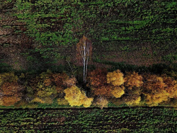 Framed Print : Aerial view of field windbreak in autumn Framed Print : Aerial view of field windbreak in autumn