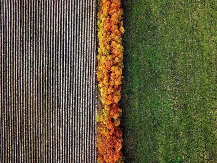 Framed Print : Aerial view of field windbreak in autumn