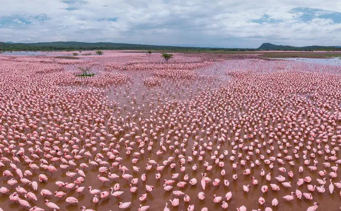 Framed Print : Aerial view of flamingos on Lake Bogoria, Kenya Framed Print : Aerial view of flamingos on Lake Bogoria, Kenya