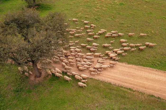 Framed Print : Aerial view of a flock of sheep in Albernoa countryside, Beja, Portugal Framed Print : Aerial view of a flock of sheep in Albernoa countryside, Beja, Portugal