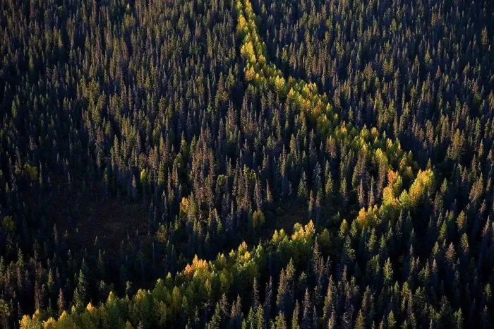Framed Print : Aerial view of forest in Autumn Alaska Framed Print : Aerial view of forest in Autumn Alaska