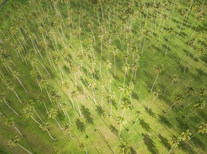 Framed Print : Aerial view of a forest of palm trees on Tahiti coast, French Polynesia