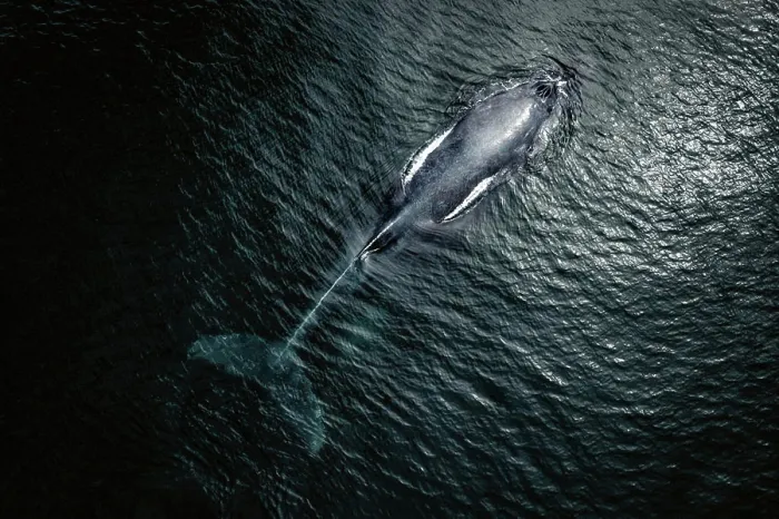 Framed Print : Aerial view of Gray Whale in Pacific ocean near Mexican shore, Baja California Sur, Mexico