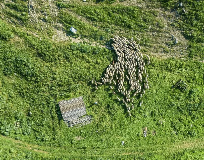 Framed Print : Aerial view of herd of sheep with a shepherd at beautiful Karditsa region in Greece Framed Print : Aerial view of herd of sheep with a shepherd at beautiful Karditsa region in Greece