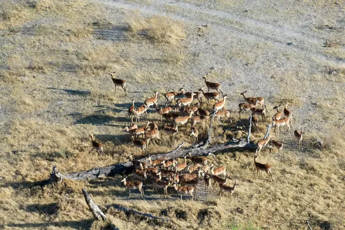 Framed Print : Aerial view of impala (Aepyceros melampus) gathering around fallen tree, Okavango delta, Botswana Framed Print : Aerial view of impala (Aepyceros melampus) gathering around fallen tree, Okavango delta, Botswana
