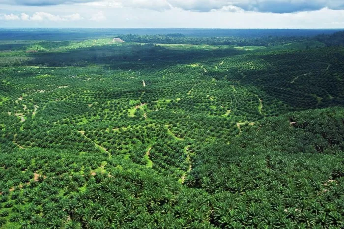 Framed Print : An aerial view of a large oil palm plantation Framed Print : An aerial view of a large oil palm plantation