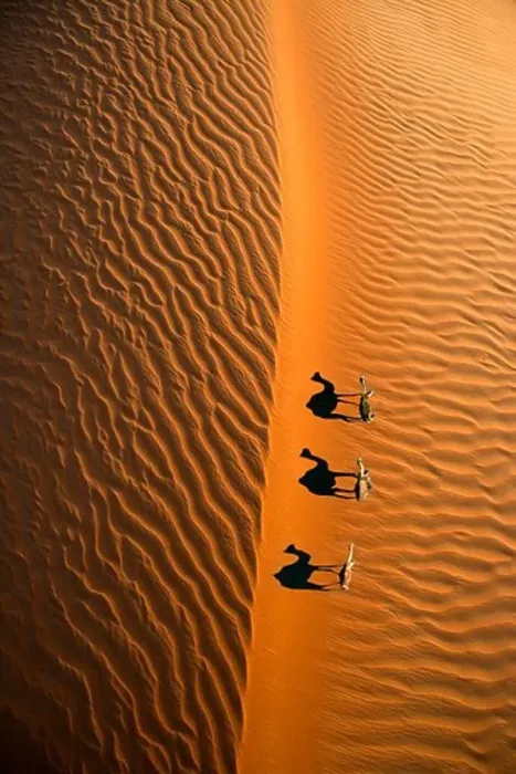 Framed Print : Aerial view of a line of camels casting shadows while walking in the Arabian Desert near the city of Dubai Framed Print : Aerial view of a line of camels casting shadows while walking in the Arabian Desert near the city of Dubai